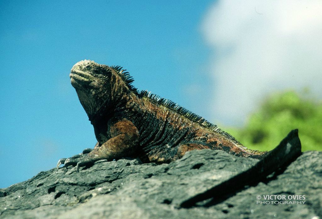 Iguana